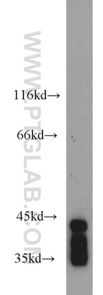 ELAVL2 Antibody in Western Blot (WB)