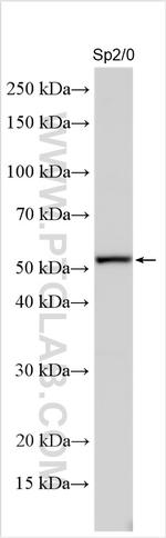 RARB Antibody in Western Blot (WB)
