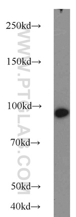 BACH1 Antibody in Western Blot (WB)