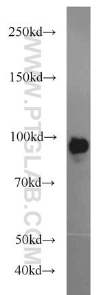 BACH1 Antibody in Western Blot (WB)