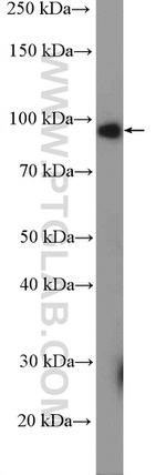 BACH1 Antibody in Western Blot (WB)