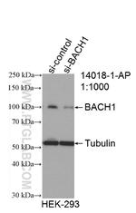 BACH1 Antibody in Western Blot (WB)