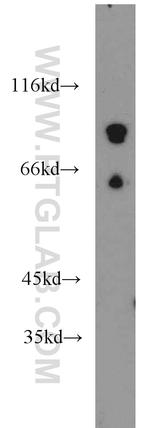 PCDHB12 Antibody in Western Blot (WB)