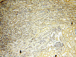 AADACL1 Antibody in Immunohistochemistry (Paraffin) (IHC (P))