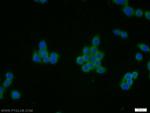 CTRP4 Antibody in Immunocytochemistry (ICC/IF)