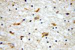 CTRP4 Antibody in Immunohistochemistry (Paraffin) (IHC (P))
