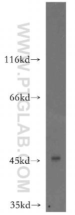 CTRP4 Antibody in Western Blot (WB)