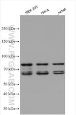 SYNCRIP Antibody in Western Blot (WB)