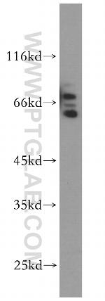 SYNCRIP Antibody in Western Blot (WB)