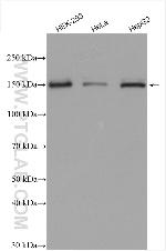 ZEB2 Antibody in Western Blot (WB)