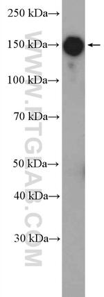 ZEB2 Antibody in Western Blot (WB)