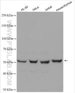 ROD1 Antibody in Western Blot (WB)