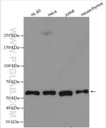 ROD1 Antibody in Western Blot (WB)