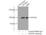 MYO1D Antibody in Immunoprecipitation (IP)