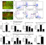 CD34 Antibody in Flow Cytometry (Flow)