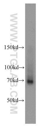 FEM1C Antibody in Western Blot (WB)