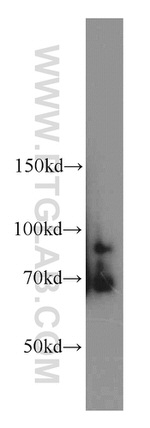 FEM1C Antibody in Western Blot (WB)
