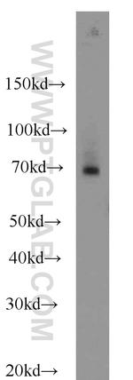 FEM1C Antibody in Western Blot (WB)