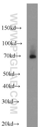 FEM1C Antibody in Western Blot (WB)