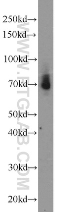 FEM1C Antibody in Western Blot (WB)