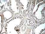 SCRG1 Antibody in Immunohistochemistry (Paraffin) (IHC (P))