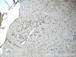 SCRG1 Antibody in Immunohistochemistry (Paraffin) (IHC (P))