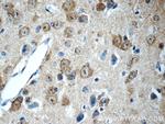 SCRG1 Antibody in Immunohistochemistry (Paraffin) (IHC (P))