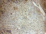 ABHD2 Antibody in Immunohistochemistry (Paraffin) (IHC (P))