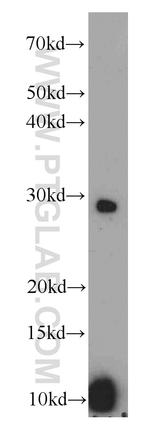 ACRV1 Antibody in Western Blot (WB)