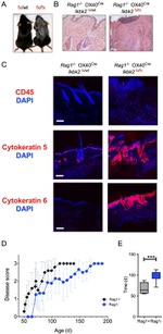 CD45 Antibody in Immunohistochemistry (Frozen) (IHC (F))