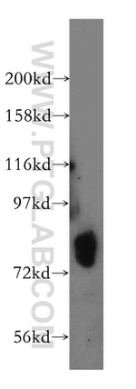 HLCS Antibody in Western Blot (WB)