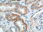 GPR116 Antibody in Immunohistochemistry (Paraffin) (IHC (P))
