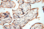 MAN1A2 Antibody in Immunohistochemistry (Paraffin) (IHC (P))