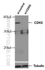 CDK6 Antibody in Western Blot (WB)