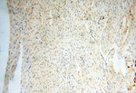 USP16 Antibody in Immunohistochemistry (Paraffin) (IHC (P))