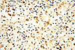 USP16 Antibody in Immunohistochemistry (Paraffin) (IHC (P))
