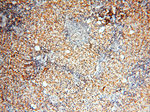 USP16 Antibody in Immunohistochemistry (Paraffin) (IHC (P))