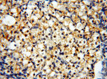 USP16 Antibody in Immunohistochemistry (Paraffin) (IHC (P))