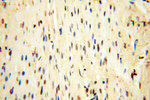 USP16 Antibody in Immunohistochemistry (Paraffin) (IHC (P))