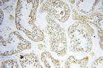 USP16 Antibody in Immunohistochemistry (Paraffin) (IHC (P))