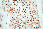 USP16 Antibody in Immunohistochemistry (Paraffin) (IHC (P))