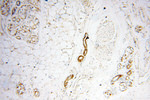 USP16 Antibody in Immunohistochemistry (Paraffin) (IHC (P))