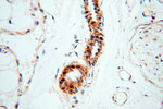 USP16 Antibody in Immunohistochemistry (Paraffin) (IHC (P))