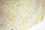 USP16 Antibody in Immunohistochemistry (Paraffin) (IHC (P))