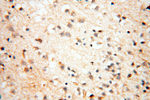 USP16 Antibody in Immunohistochemistry (Paraffin) (IHC (P))