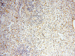 USP16 Antibody in Immunohistochemistry (Paraffin) (IHC (P))