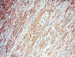 USP16 Antibody in Immunohistochemistry (Paraffin) (IHC (P))