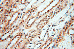 USP16 Antibody in Immunohistochemistry (Paraffin) (IHC (P))