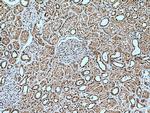 USP16 Antibody in Immunohistochemistry (Paraffin) (IHC (P))