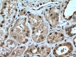 USP16 Antibody in Immunohistochemistry (Paraffin) (IHC (P))